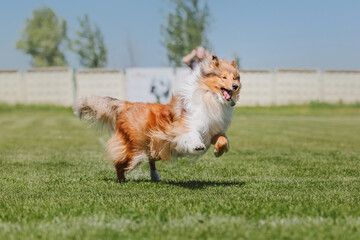 Dog frisbee. Dog catching flying disk in jump, pet playing outdoors in a park. Sporting event,...