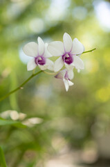 Obraz premium Orchids in the tropics in the Maldives