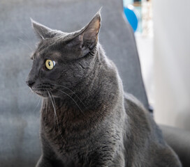 a blue russian cat sitting on a gray chair with yellow eyes