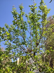 leaves and sky