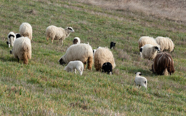 Obraz premium Flock of sheep with lambs grazing grass on hillside in spring, domestic animals in pasture with offspring