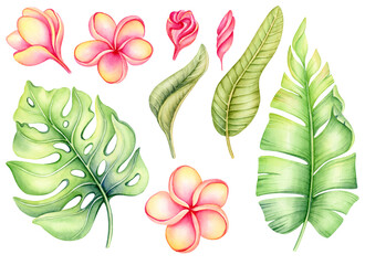 Set of bright watercolor tropical plants and flowers. Leaves and branches of jungle trees.