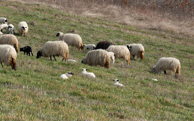 Flock of sheep grazing grass and lambs resting in grass on hillside in spring, domestic animals in...