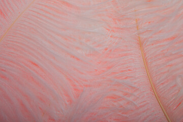 Ostrich colored feathers on a white background. A pen on an isolated background. Ostrich