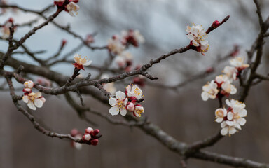 Apricot branch in bloom during overcast spring day, flowers on branch