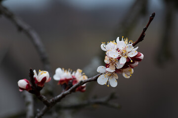 Apricot branch in bloom close up during overcast spring day, flowers on branch