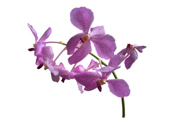 Isolated Phalaenopsis Orchids with clipping paths.