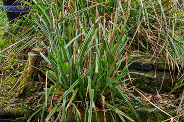 Nut Sedge growing in the moorland smallholding garden at 900ft in North Yorkshire