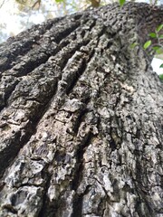 tree bark texture