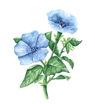 Blue pitunia watercolor illustration. Blooming garden. Watercolor pitunia. Flora, botany, plant. Summer flower. Bud, petals, leaves. Illustration isolated. For printing on postcards, stickers