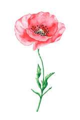 Red poppy watercolor illustration. Blooming garden. Watercolor poppy. Flora, botany, plant. Summer flower. Bud, petals, leaves. Illustration isolated. For printing on postcards, stickers, textiles