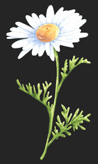Chamomile watercolor illustration. Blooming garden. Watercolor chamomile. Flora, botany, plant. Summer flower. Bud, petals, leaves. Illustration isolated. For printing on postcards, stickers, textiles