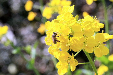 菜の花の蜜を吸うミツバチ