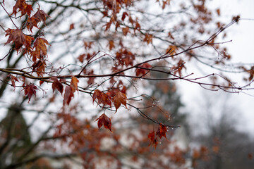 Dead Leaves