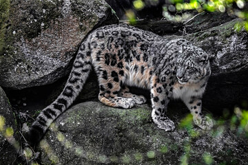 Obraz premium Snow leopard on the stone. Latin name - Uncia uncia 