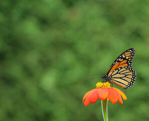 monarch butterfly on an orange flower with copy space