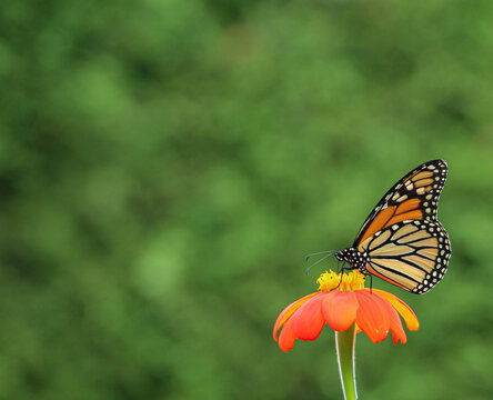 monarch butterfly on an orange flower with copy space