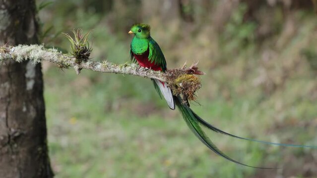 a wide shot of a beautifully sunlit resplendent quetzal male perched on a branch at a cloud forest of costa rica