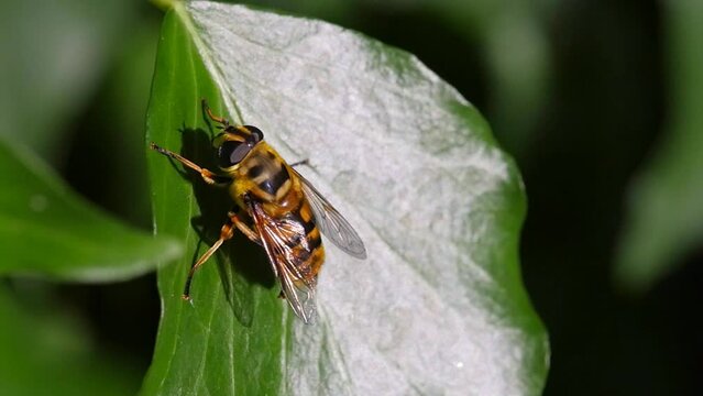 Hoverfly - Volucella zonaria, cleaning, Slomo