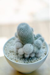Close-up of potted plant, cactus on wood table.