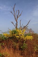 tree in the sky
