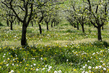 flowery spring in lot et garonne in the plum trees - obrazy, fototapety, plakaty