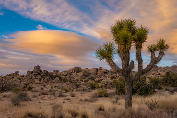 Fototapeta na wymiar Soft Light Highlights A Young Joshua Tree With Linticular Clouds Glowing Orange In the Distance