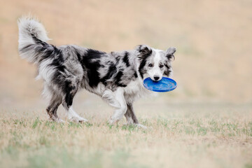 Border collie dog catches a flying disc. Dog sport. Active dog. Dog competition