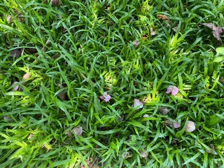Top view of green covered plant, green grass covered ground.