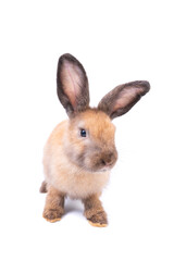 Adorable baby easter light brown rabbit isolated on white background. Lovely action of young bunny rabbit. Cute pet 2 months