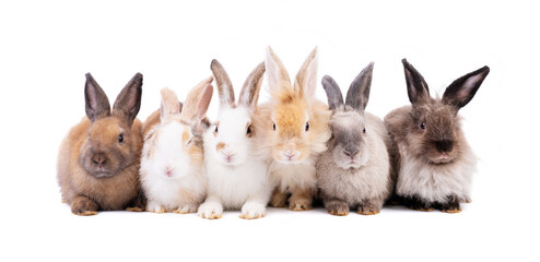 Front view of adorable baby easter rabbit sitting together isolated on white background. Lovely action of young bunny rabbit. Two months of pet