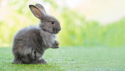 Side view of adorable baby easter rabbit standing on the grass and raise feet up isolate on green or nature background with bokeh under sunlight. Lovely action of young bunny rabbit. Two months pet