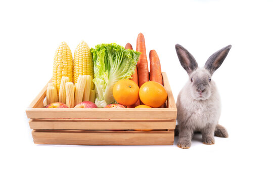 Adorable baby easter gray rabbit sitting beside basket of vegetables (corn, lettuce, carrot, orange and apple) isolated on white background. Lovely action of young bunny rabbit