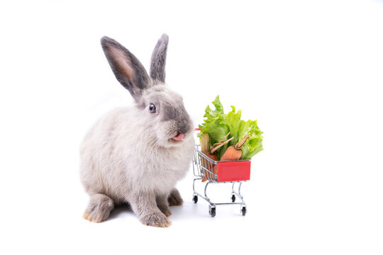 Adorable baby easter gray rabbit stick out tongue sitting beside vegetable cart (corn, lettuce, carrot) isolated on white background. Lovely action of young bunny rabbit. Cute pet