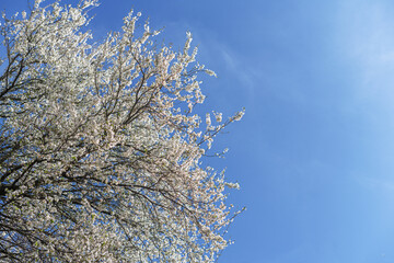 Trees blooming with white flowers against a blue sky.