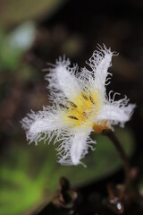 yellow flower on a green background