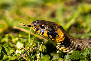 Common grass non-venomous snake on a grass field in the sun. Snakes black tongue is out. Macro shot of a snake. High quality photo