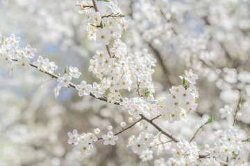Trees blooming with white flowers against a blue sky.