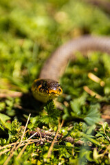 Common grass non-venomous snake on a grass field in the sun. Snakes black tongue is out. Macro shot of a snake. High quality photo