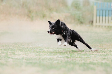 Border collie dog catches a flying disc. Dog sport. Active dog. Dog competition