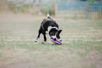 Naklejka na ściany i meble Border collie dog catches a flying disc. Dog sport. Active dog. Dog competition