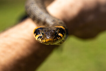 Common grass non-venomous snake on a grass field in the sun. Snakes black tongue is out. Macro shot of a snake. High quality photo
