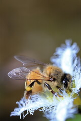 bee on a flower