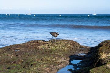 Numenius arquata looking for food
