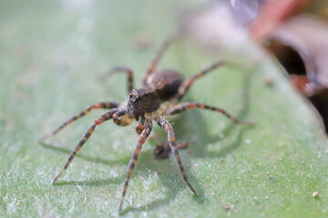 spider on a leaf