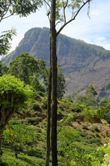 Fototapeta na wymiar tropical rainforest. tall trees and grass