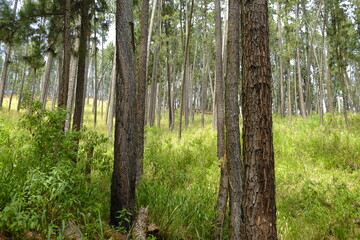 tropical rainforest. tall trees and grass