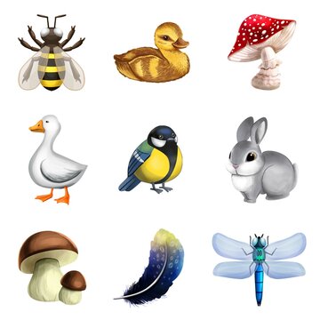 Set of illustrations of birds mushrooms insects