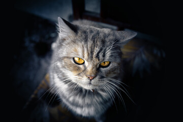 Cute gray cat with bright yellow eyes - Powered by Adobe