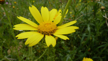 Piante e fiori selvatici